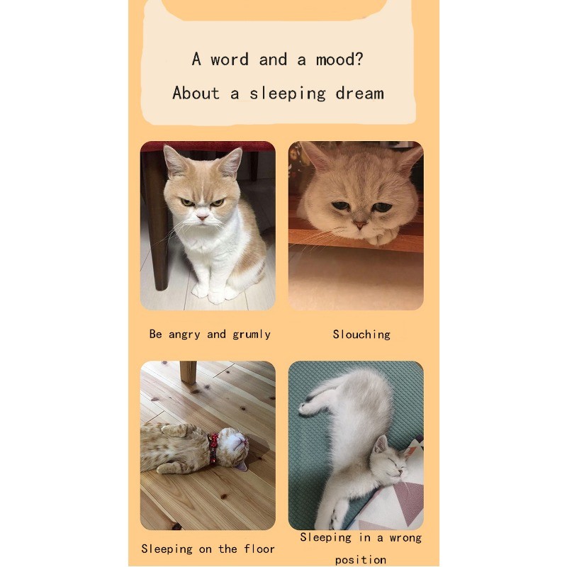 Cat Bed Wooden Cat And Dog Bed With Teddy Bear Pattern Indoor Pet