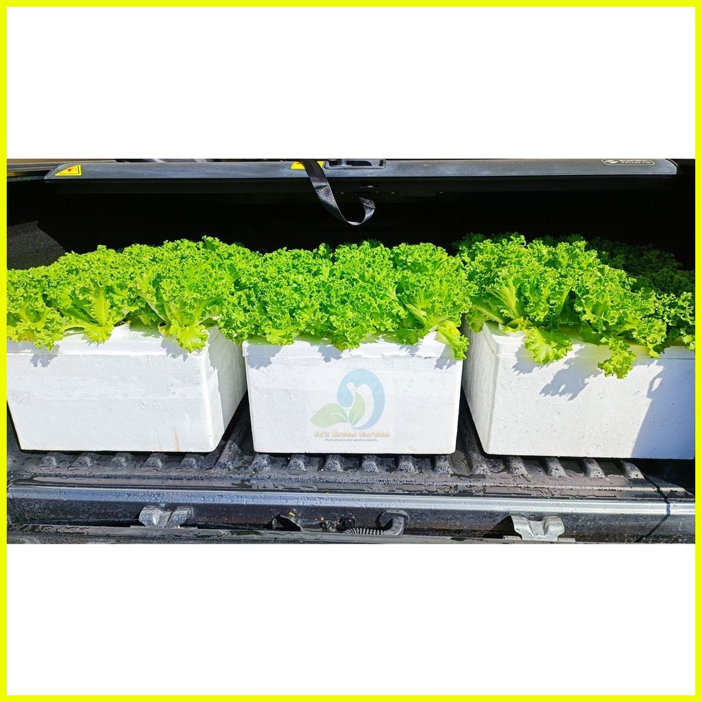 HYDROPONICS 9 HOLES GROW BOX - WITH 9 PCS. STYRO CUPS (WITH SLIT ...
