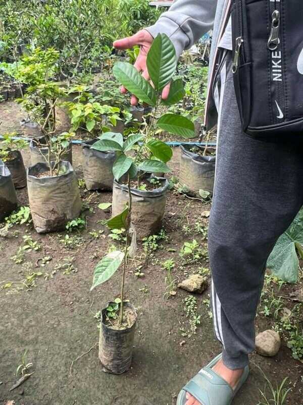 Lanzones Tree (Grafted) (Not Seed) Outdoor Plant - Includes Plastic ...