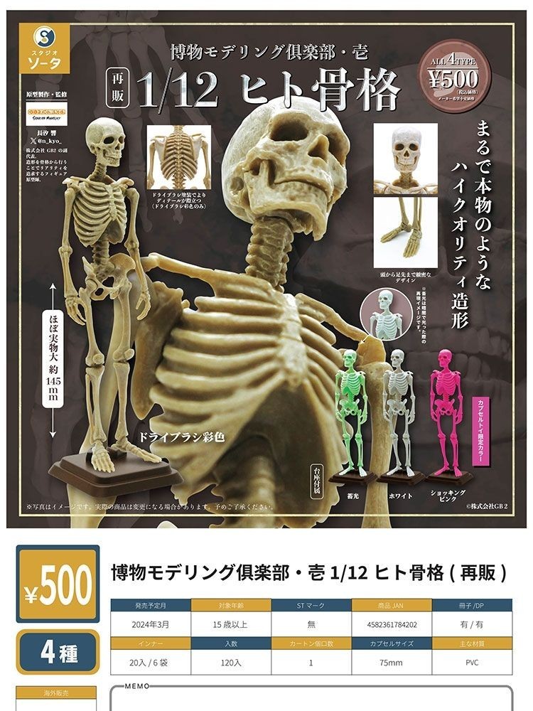 Spot Japanese SO-TA Human Skeleton 1/12 Model Skeleton Collection ...