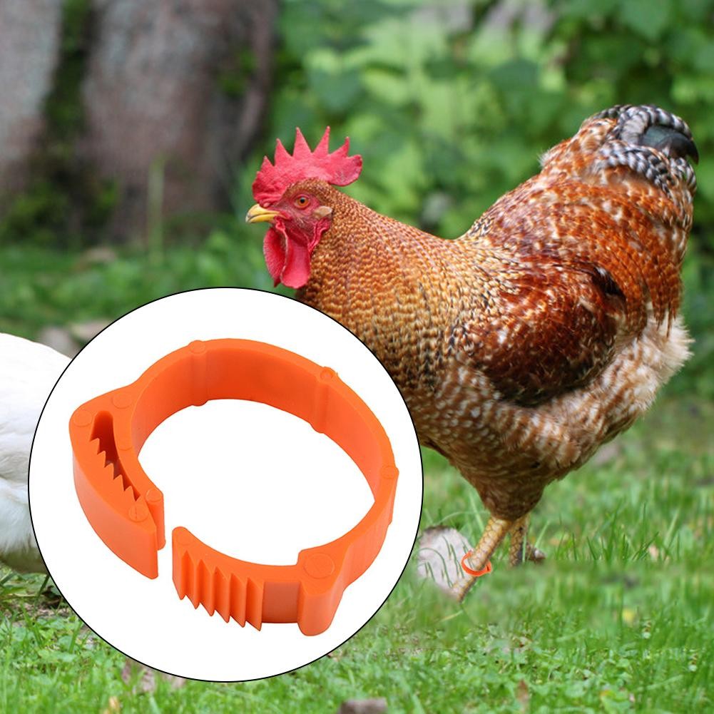 100Pcs Chicken Leg Rings 001-100 Numbered Poultry Chickens Ducks Goose ...