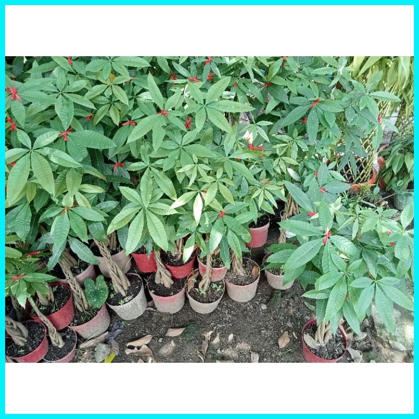 braided moneytree 2-3ft (5-6stems per braid) | Shopee Philippines