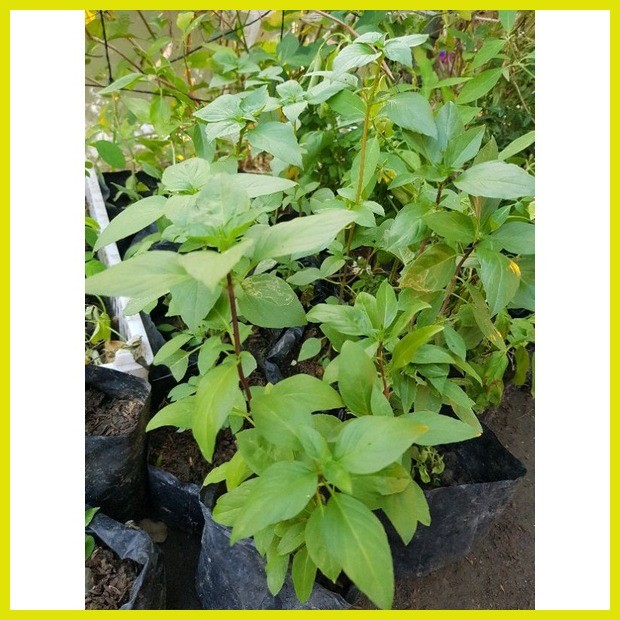 ⭐ BASIL Plants (Sweet, Thai, HoLy, Lemon) tahibo Shopee Philippines