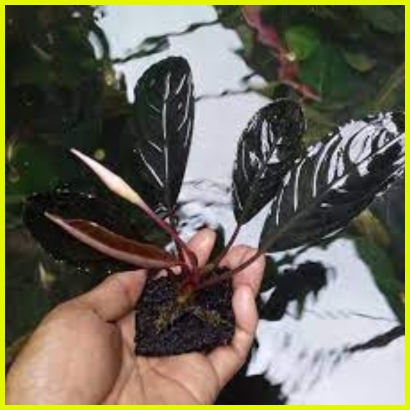 ⭐ ◴ ◝ Bucephalandra : buce pink lady, Skeleton king , Black swan , pearl  gray -rare species.