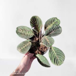 Red Marantha Calathea Stablished and Well rooted ' Live ' | Shopee ...