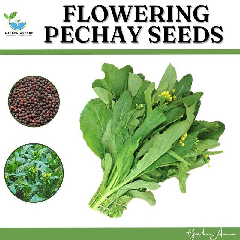 FLOWERING Pechay Chinese PECHAY SEEDS FOR Backyard Farming C Dc ...