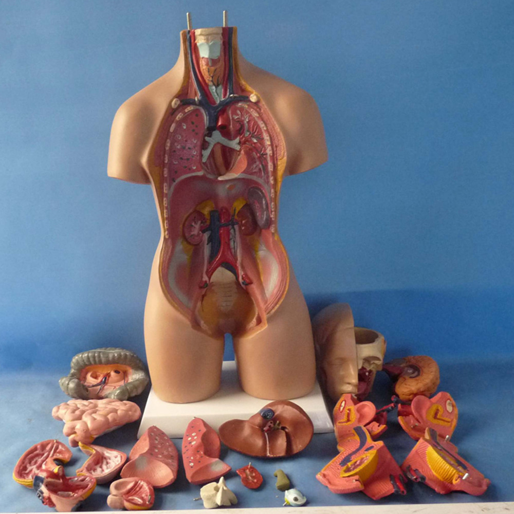 55Cm Human Torso Model Assembled Medical 19 Parts Anatomy Body Bisexual ...