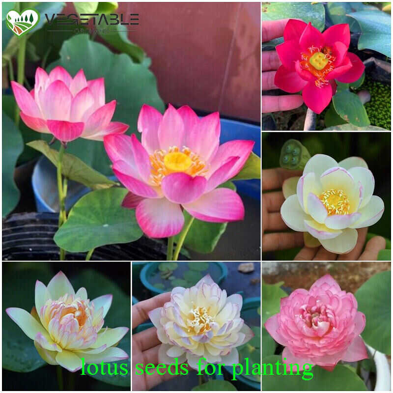 20 Buto/pack Mixed Lotus Water Lily Flower for Planting Flowers Bonsai ...