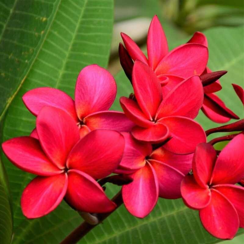 Red Kalachuchi Plumeria Flower Tree Seeds Frangipani D3a | Shopee ...