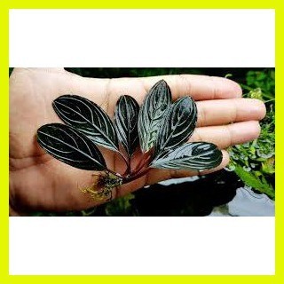 ⭐ ◴ ◝ Bucephalandra : buce pink lady, Skeleton king , Black swan , pearl  gray -rare species.