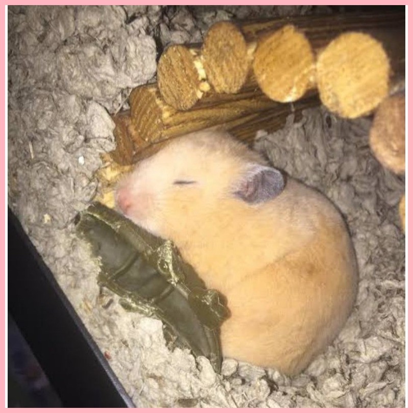 Whimzees Alligator Brushzees Stix Hamster Chew Treats Teeth Grinding Dental Chews Shopee Philippines
