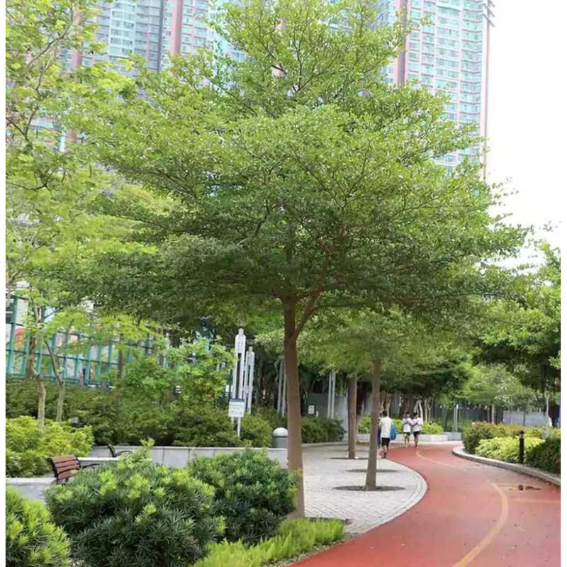 talisay tree - Best Prices and Online Promos - Apr 2026 | Shopee ...