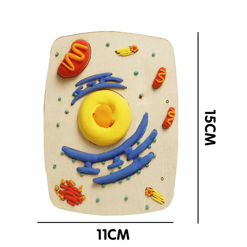 3da Plant Cell Animal Cell Model Teaching Experiment Biological Cell ...