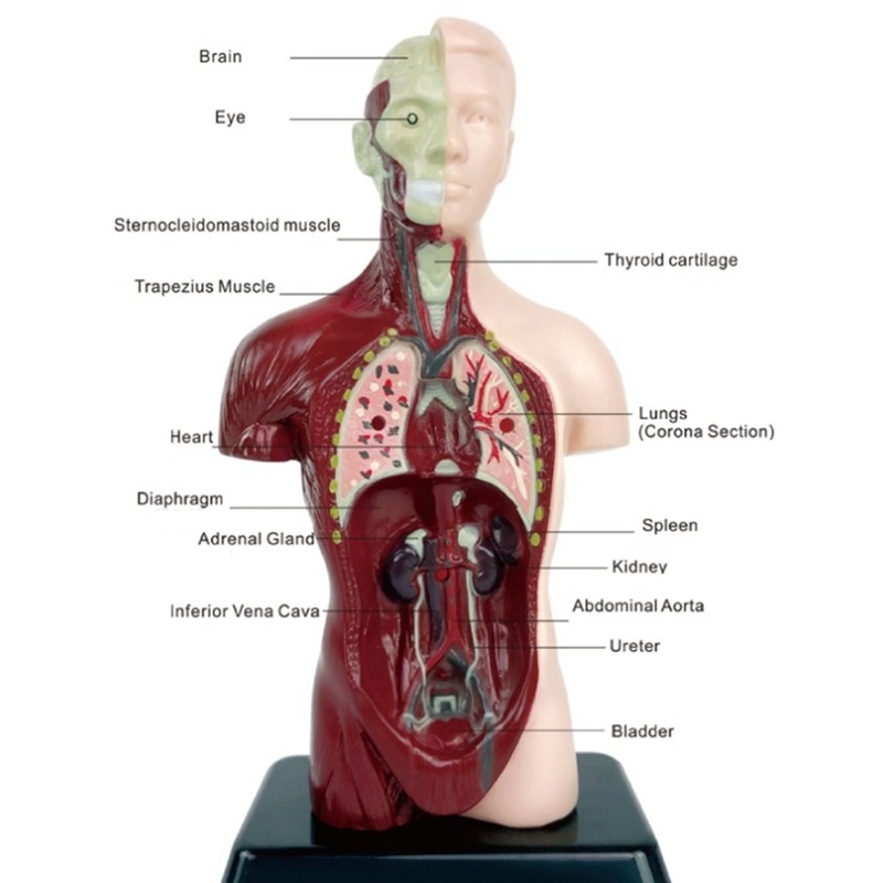 Human Body With 7 Removable Models,Educational Organ Anatomy Model For ...