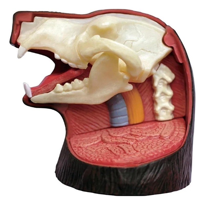 4D Vision Bear Anatomy Model 36 Parts Detachable Animal Biology Organ ...