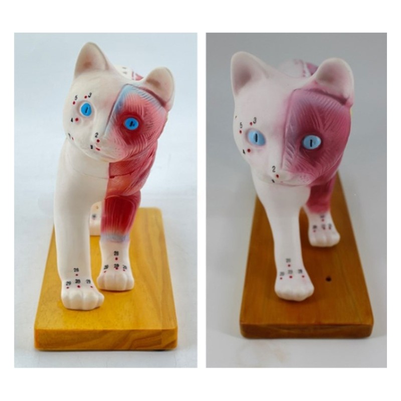 Model Animal Anatomy Organs Teaching Prop | Shopee Philippines