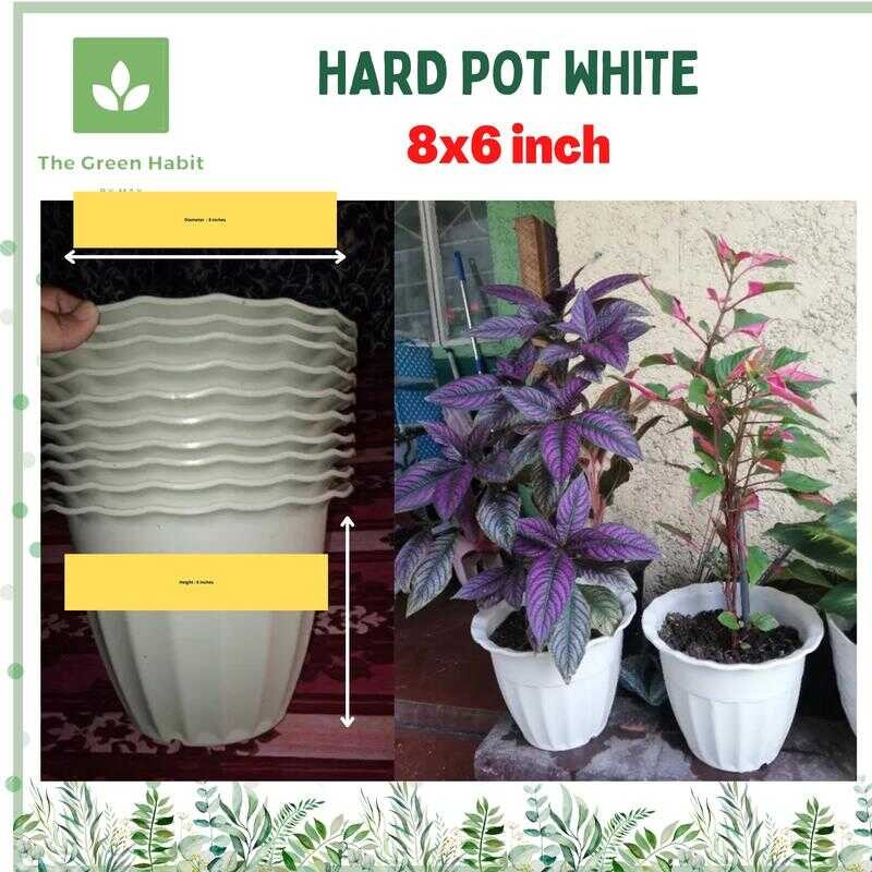 The Green Habit By May | 20 PESOS PASO 8X6 INCHES - 10Pcs PER ORDER ...