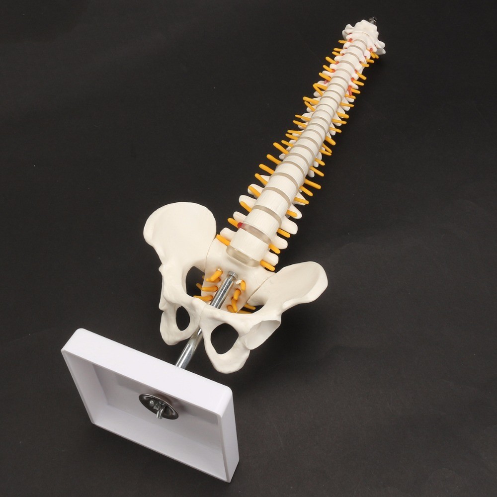 45Cm With Peic Human Anatomical Anatomy Spine Medical Model Spinal ...