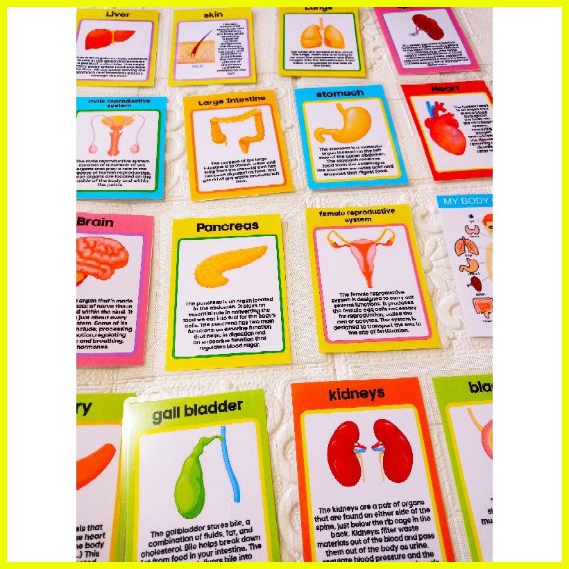 internal organ of the body educational laminated flashcards | Shopee ...