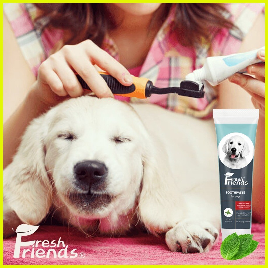 Mint dog toothpaste hot sale
