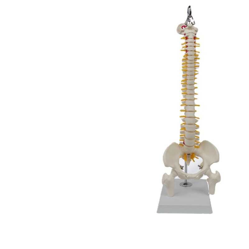 dd4 Human Medium Spine Collection Human Skeleton Model Spine Model ...