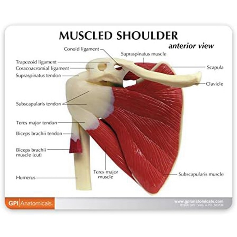 Human Right Shoulder Joint Muscle Model, Office And Classroom Anatomy