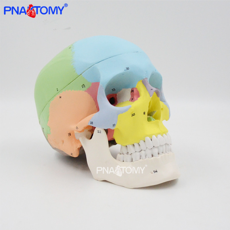 Life Size Human Colored Skull Detachable 3 Parts 55 Numbers Cavity ...