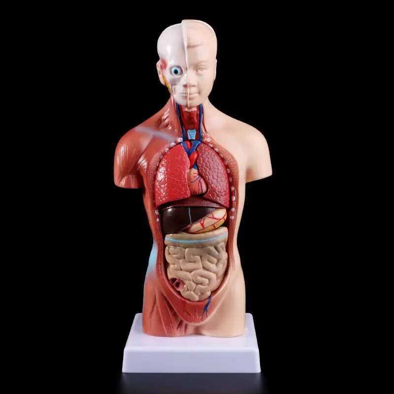 2025 New Human Torso Body Model Anatomy Anatomical Internal Organs For ...