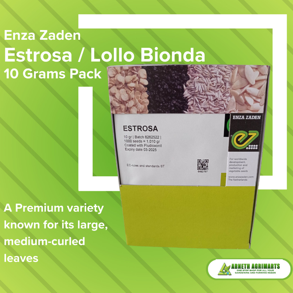 ESTROSA LOLLO BIONDA LETTUCE SEEDS BY ENZA ZADEN 10 GRAMS ORIGINAL PACK ...