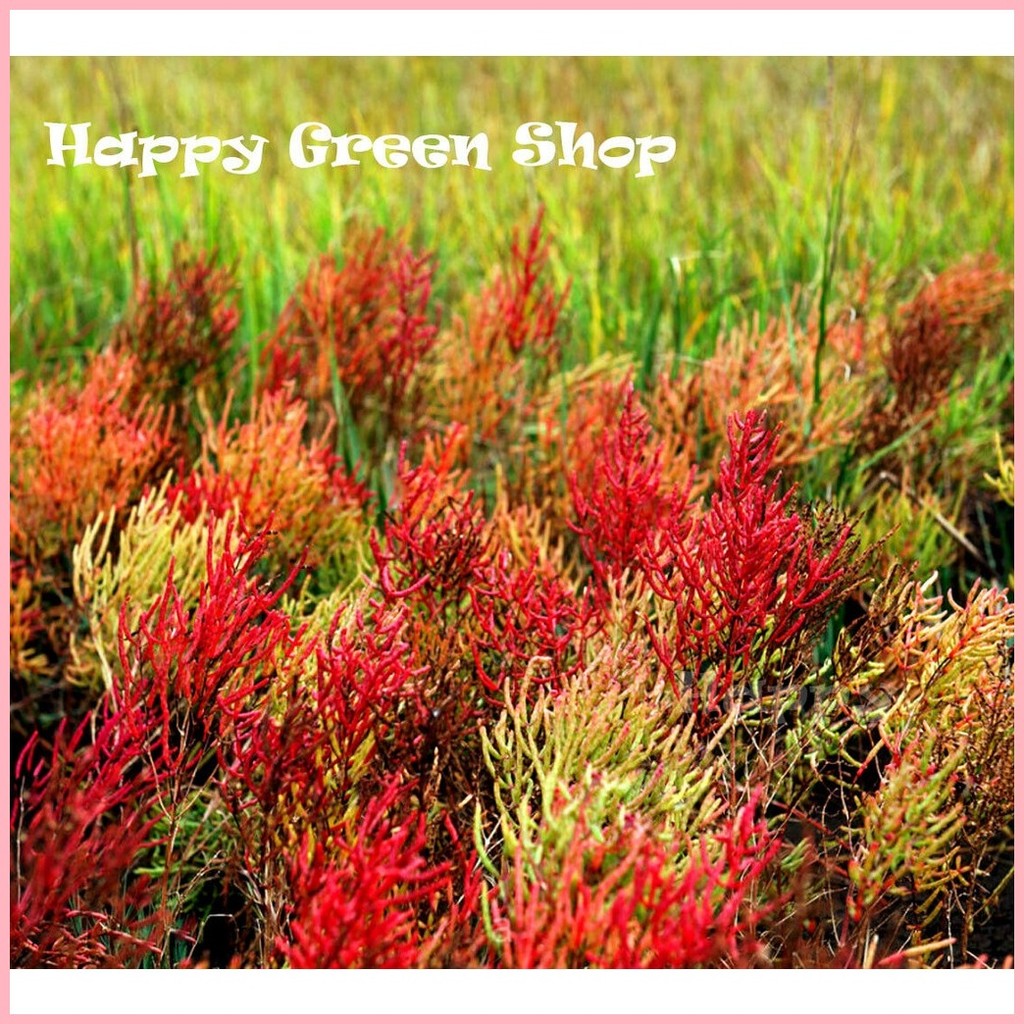 GLASSWORT 20 seeds Salicornia europaea Grows natively in salt