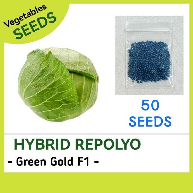 HYBRID REPOLYO SEEDS GREEN GOLD F High Quality Vegetable Seeds B A ...