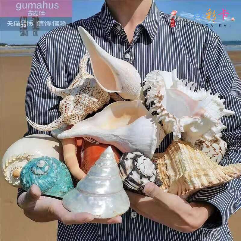 ♥ Extra Large Conch Shell Ornament Background Wall Home Decoration ...