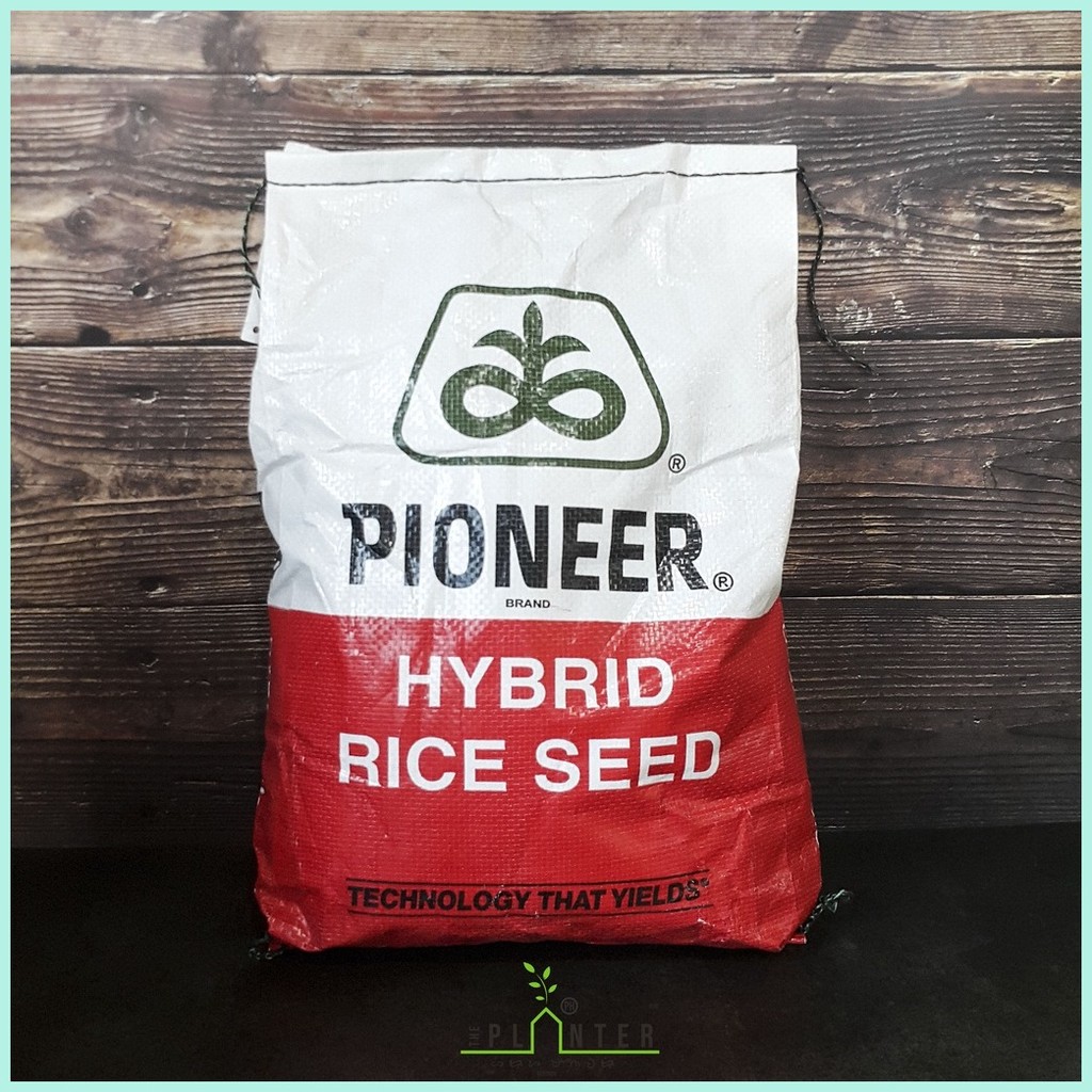Hybrid Rice Seeds - LONG PING JACKPOT PIONEER HATAO | Shopee Philippines
