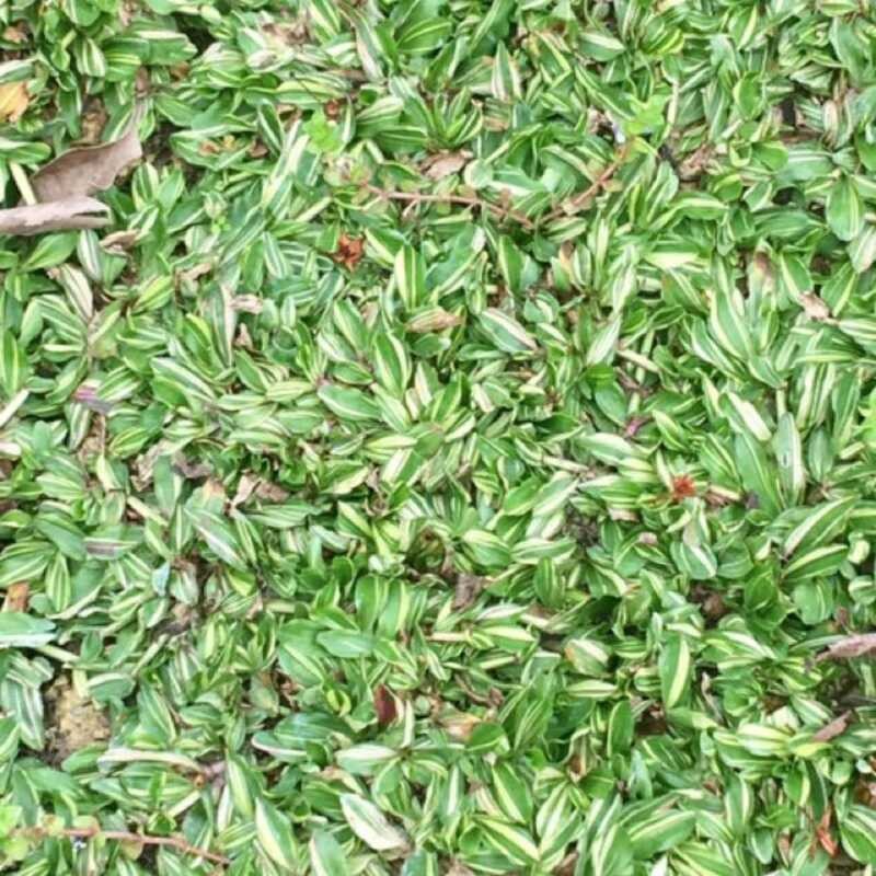 VARIEGATED FROG GRASS LAWN SEEDS MOONAPACE GARDEN 2D5 | Shopee Philippines