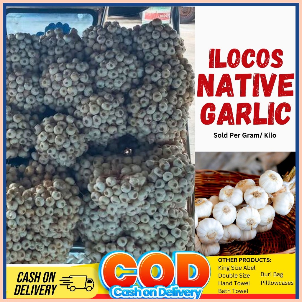 ♈ Native Ilocos Garlic BIG SIZES Bawang Ilocos Native Organic Garlic
