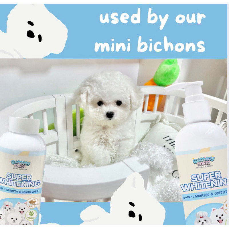 0 months old Bichon Frise in human years | Dogell.com