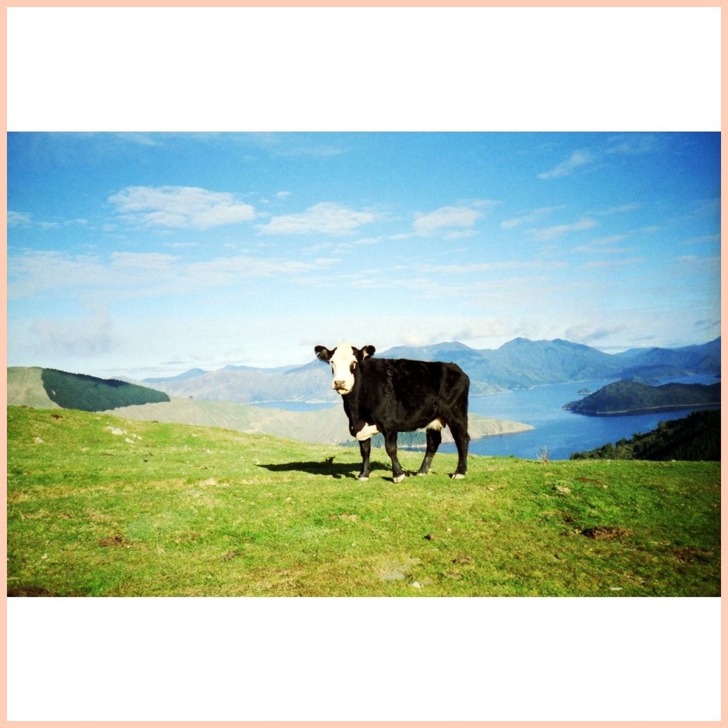 ⊙ Lomography Color Negative 100 35mm film (36 shots) [GRAB/COD