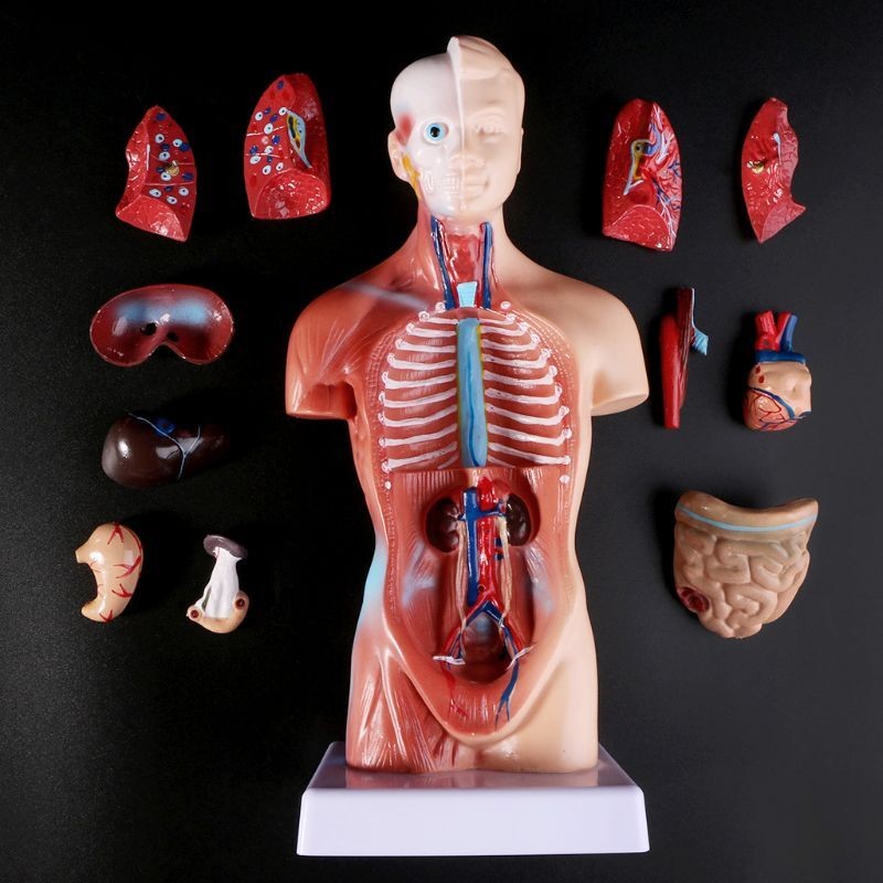 2021 NEW Human Torso Body Model Anatomy Anatomical Medical Internal ...