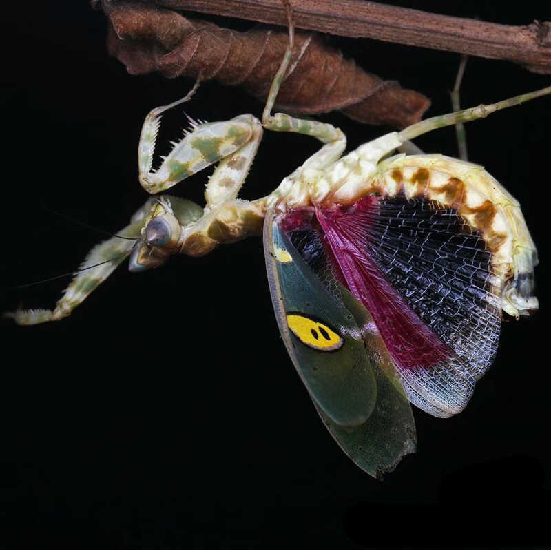 Yunnan Eye Spotted Insect Chinese Big Knife Mantis Animal Small Reptile ...