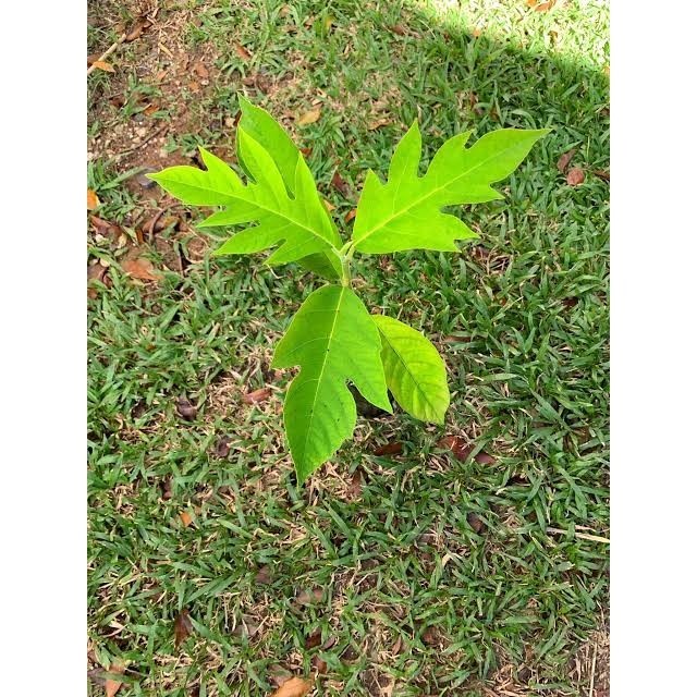 Breadfruit Rimas Artocarpus Altilis Seedlings Live Plant | Shopee ...