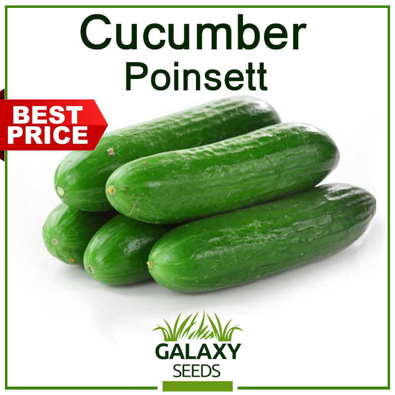 [Galaxy Seeds] Cucumber Poinsett Seeds for Planting Vegetable Plants