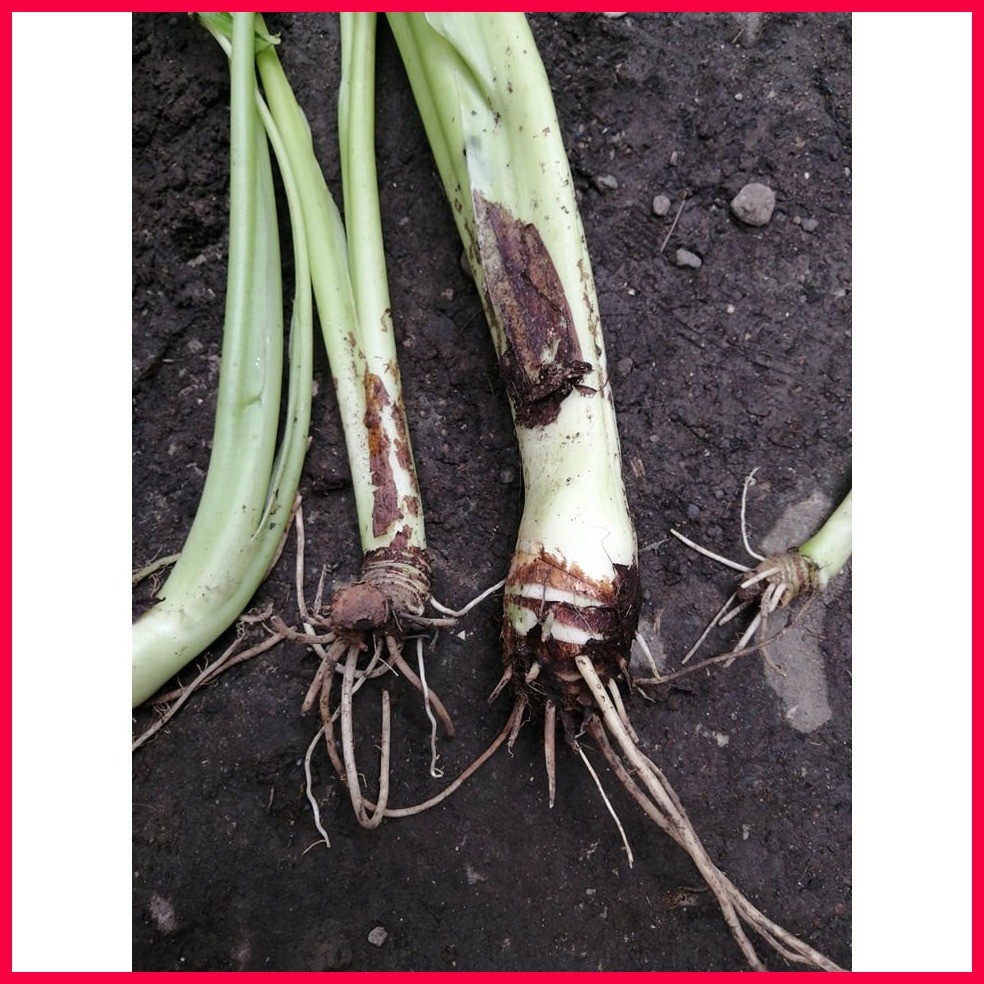 Elephant Ear Giant Taro/ Badjang 1 bulb | Shopee Philippines