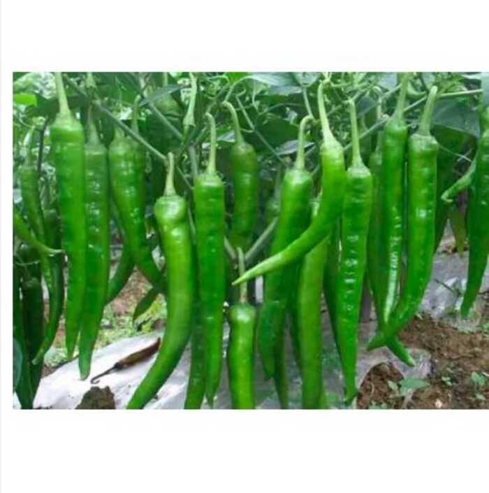 Sili Panigang Siling Haba 0.7 Gram 90-110 Pcs Hot Pepper Green / Bicol ...