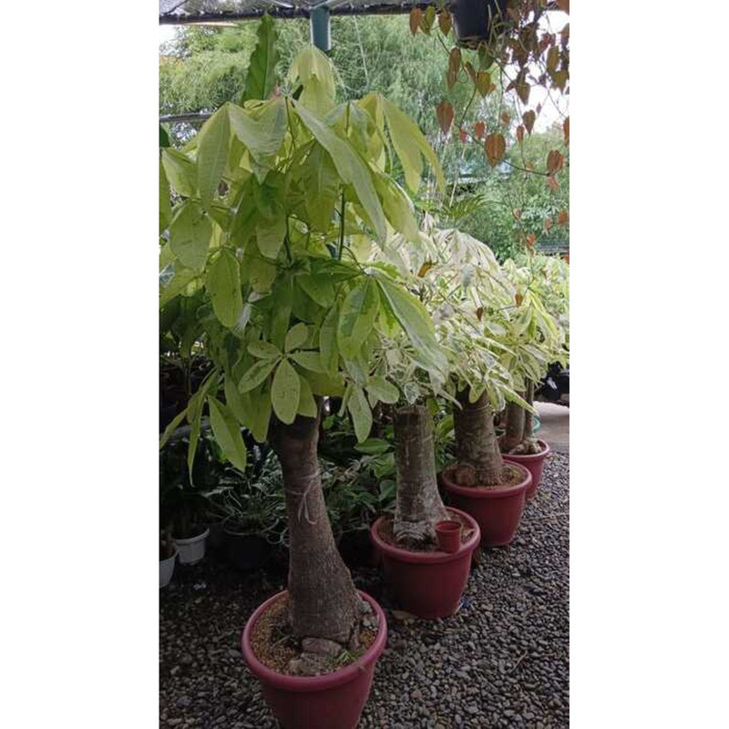 Money Tree Variegated Plant 1Ft And Up 5D4 | Shopee Philippines