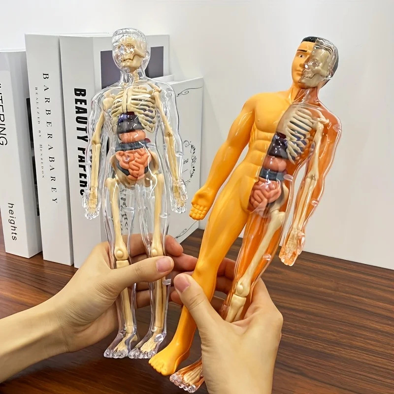 30pcs Human Anatomy Model Kit - Detachable Skeleton and Complete Torso ...