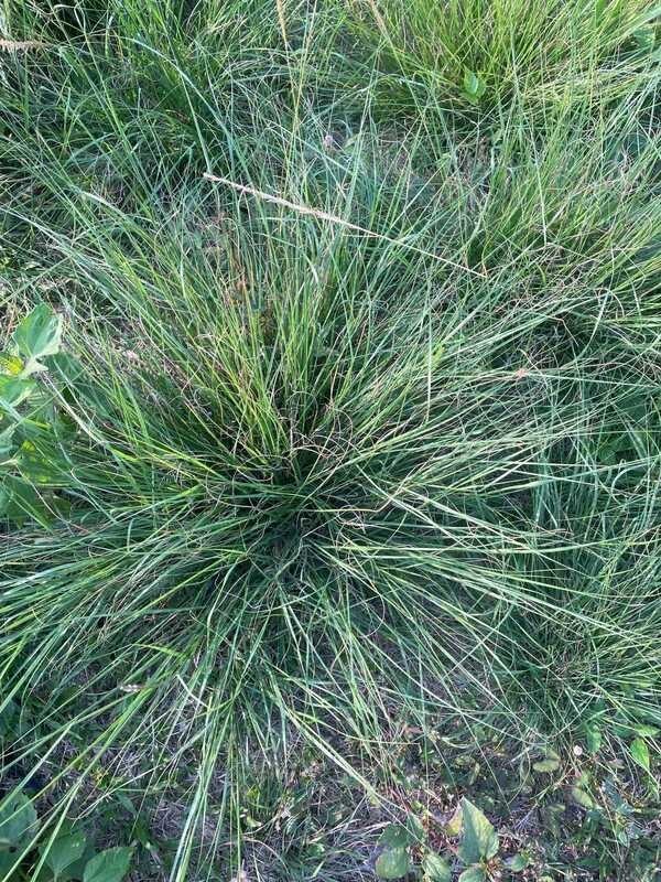 ng COD Puno Paragis na may Roots para sa herbal tea 2024 | Shopee ...