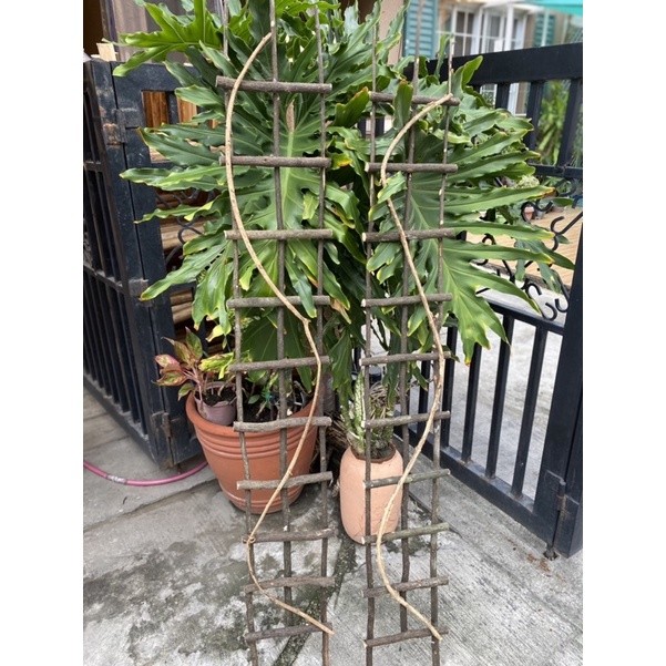 SLIM Decorative Ladder| Slim Plant Trellis| Slim Native Ladder | Shopee ...