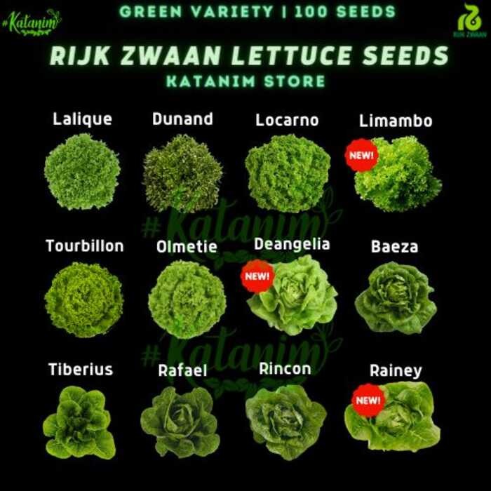 Katanim | Rijk Zwaan GREEN Lettuce Seeds Collection 1 (Repacked 100 ...
