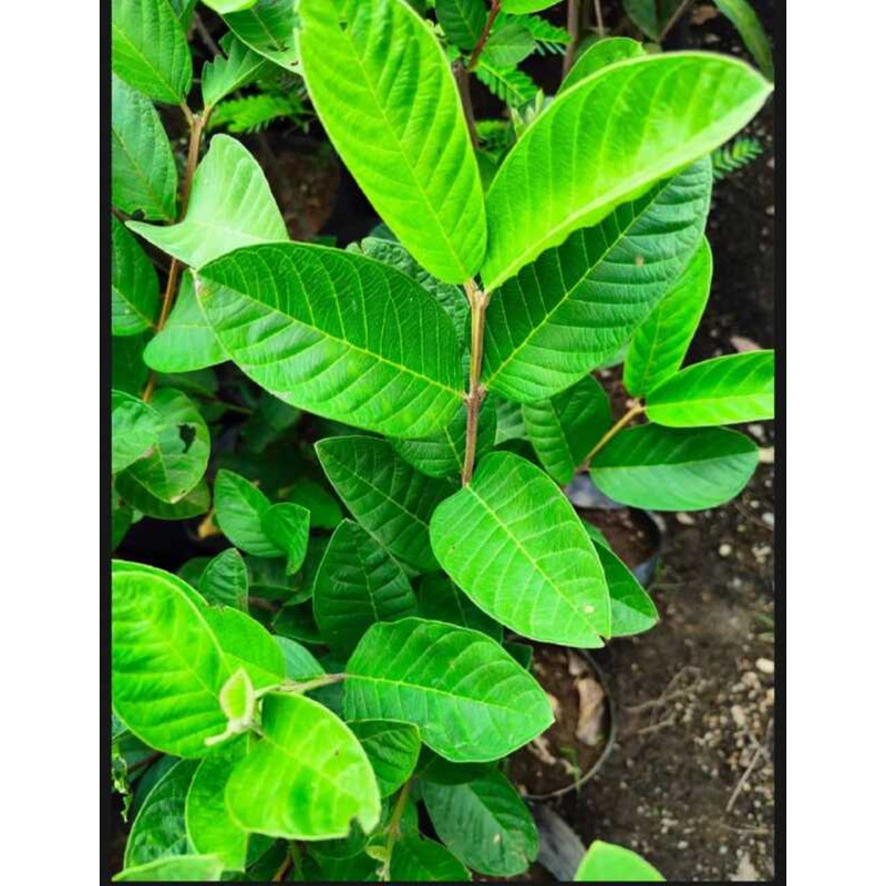 99 PESOS Guava/Guapple (Fruit Plnt) With Free Garden Soil - TGC ...