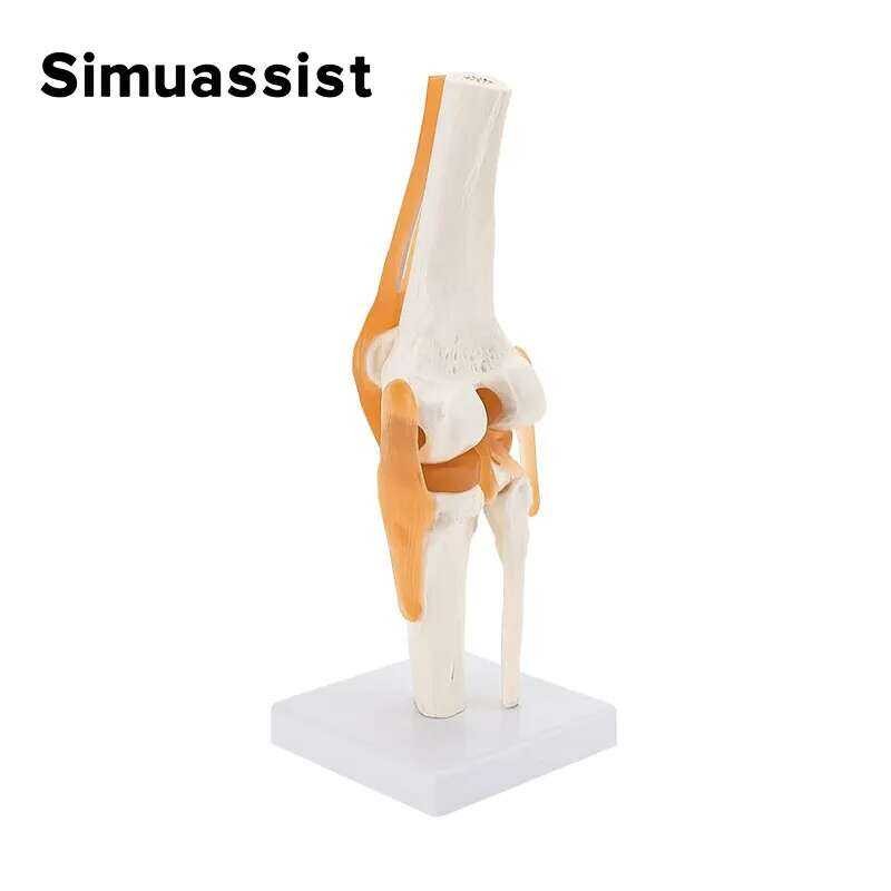 1:1 Flexible Knee Joint Model With Ligaments And Base Femur Tibia And ...